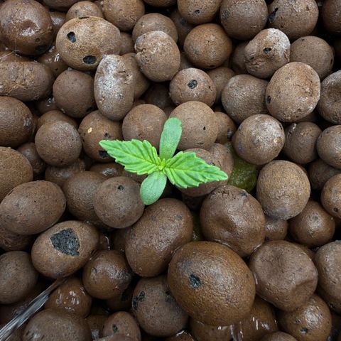 Big Blue growlog photo: Day 6