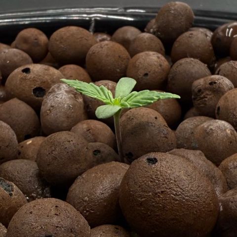 Big Blue growlog photo: Day 6