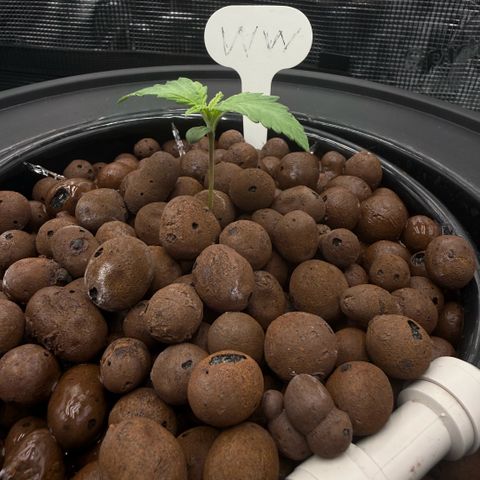 White Trash Widow growlog photo: Day 8