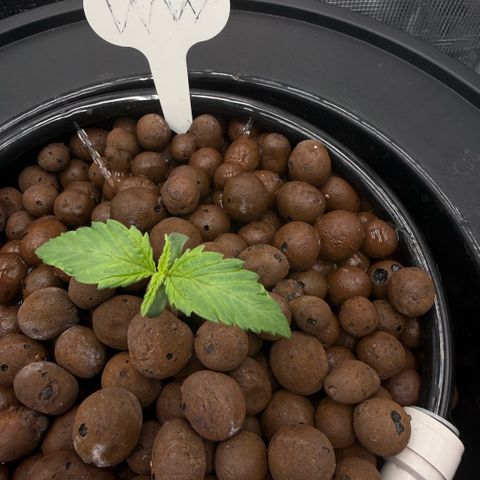White Trash Widow growlog photo: Day 8