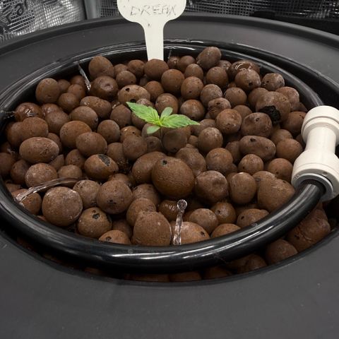 Big Blue growlog photo: Day 7