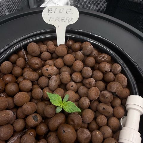 Big Blue growlog photo: Day 7