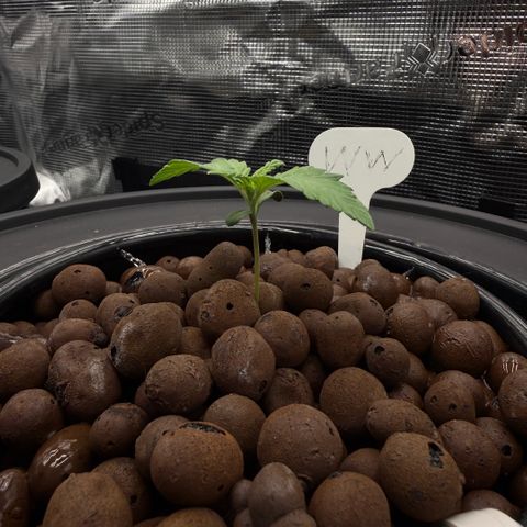 White Trash Widow growlog photo: Day 9