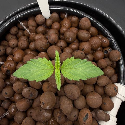 White Trash Widow growlog photo: Day 9