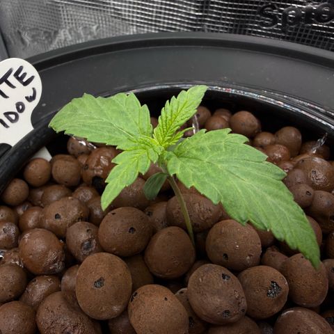 White Trash Widow growlog photo: Day 2 Vegitation 