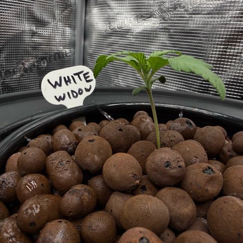 White Trash Widow growlog photo: Day 2 Vegitation 