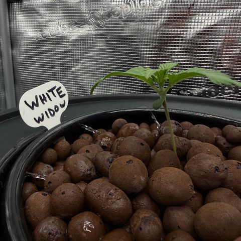 White Trash Widow growlog photo: Day 2 Vegitation 