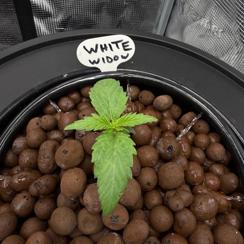White Trash Widow growlog photo: Day 2 Vegitation 