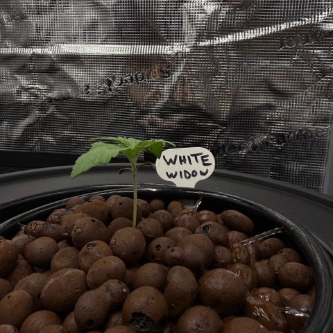 White Trash Widow growlog photo: Day 2 Vegitation 