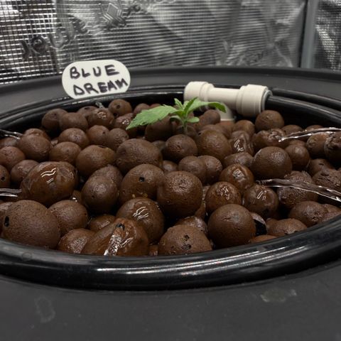 Big Blue growlog photo:  Day two vegetation 