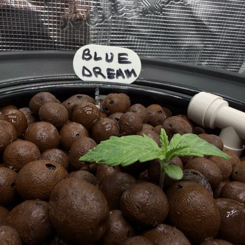 Big Blue growlog photo:  Day two vegetation 
