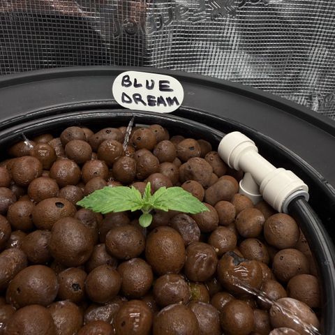Big Blue growlog photo:  Day two vegetation 