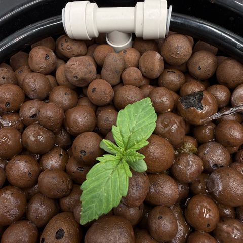 Big Blue growlog photo:  Day two vegetation 