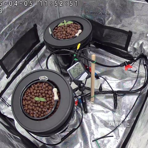 Big Blue growlog photo:  New layout 