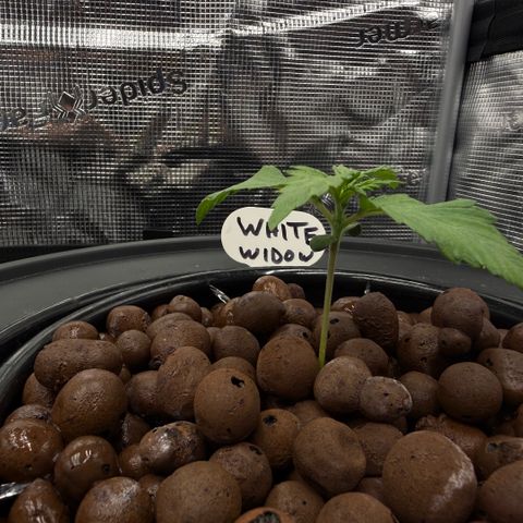 White Trash Widow growlog timeline photo