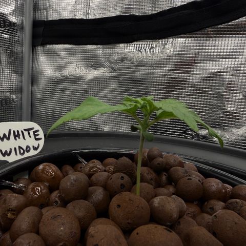 White Trash Widow growlog timeline photo