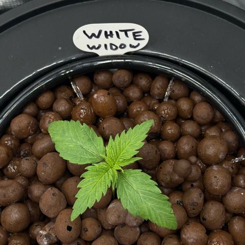 White Trash Widow growlog timeline photo
