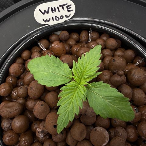 White Trash Widow growlog timeline photo