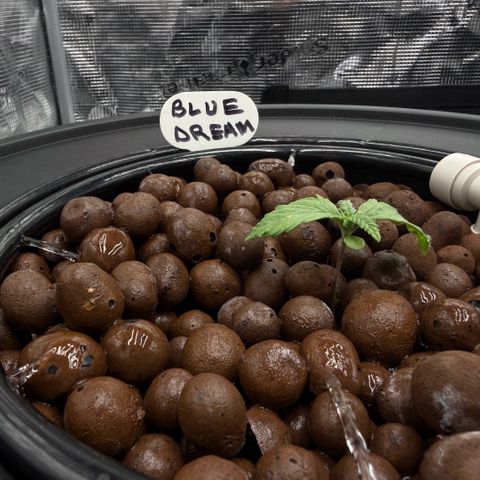 Big Blue growlog timeline photo