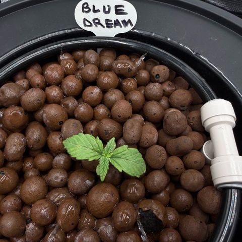 Big Blue growlog timeline photo