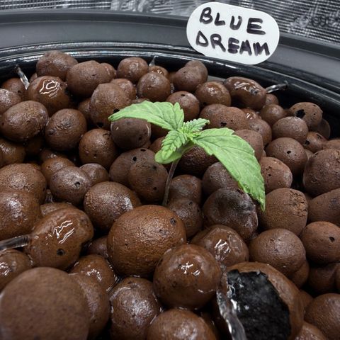 Big Blue growlog timeline photo