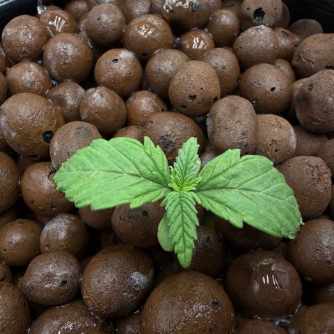 Big Blue growlog timeline photo
