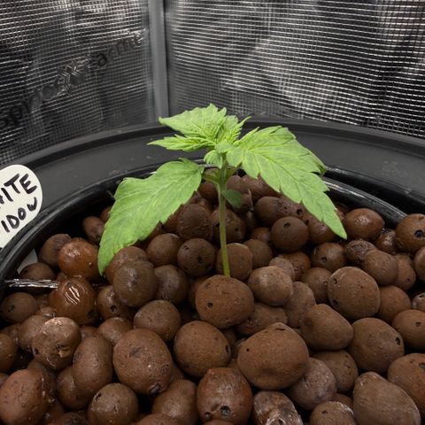 White Trash Widow growlog timeline photo