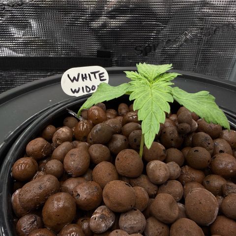 White Trash Widow growlog timeline photo