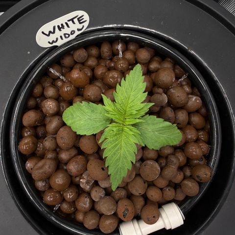 White Trash Widow growlog timeline photo