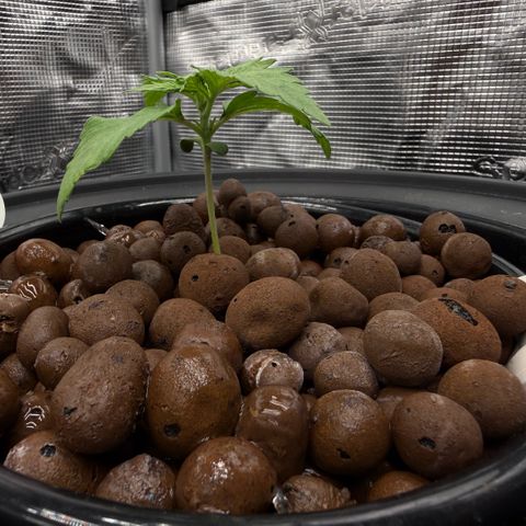 White Trash Widow growlog timeline photo