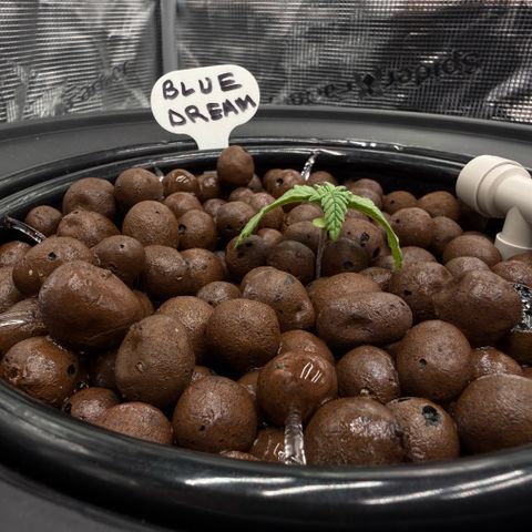 Big Blue growlog timeline photo
