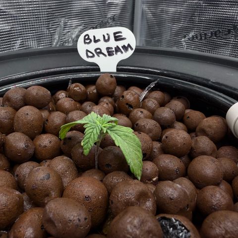 Big Blue growlog timeline photo