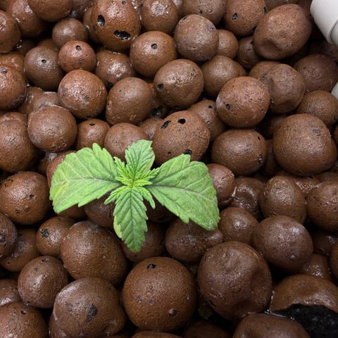 Big Blue growlog timeline photo