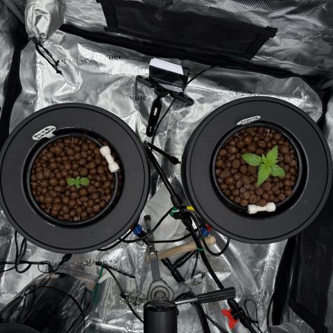 Big Blue growlog timeline photo