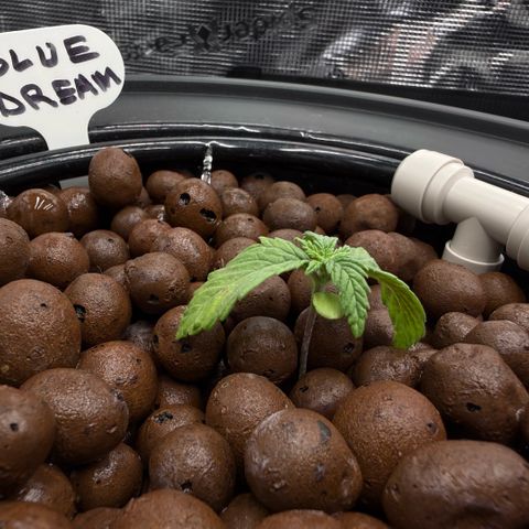 Big Blue growlog timeline photo