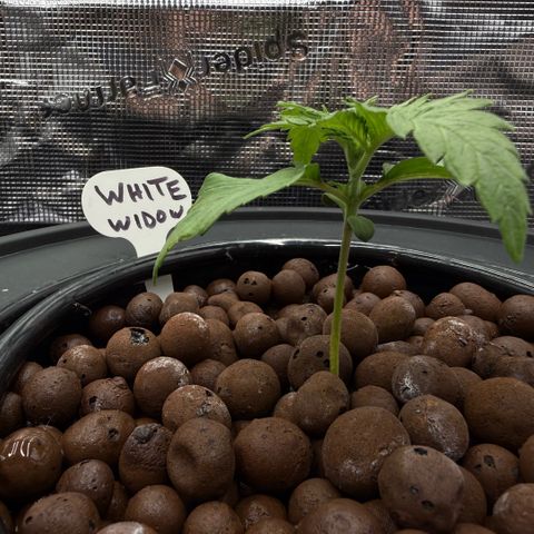 White Trash Widow growlog timeline photo