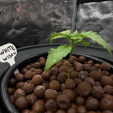 White Trash Widow growlog timeline photo