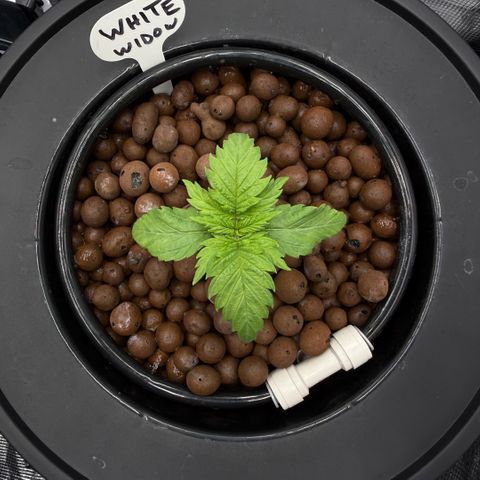 White Trash Widow growlog timeline photo