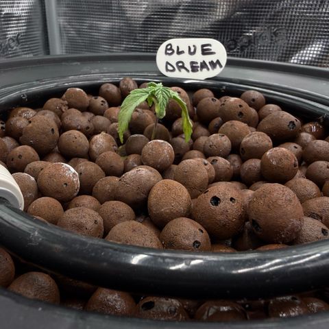 Big Blue growlog timeline photo