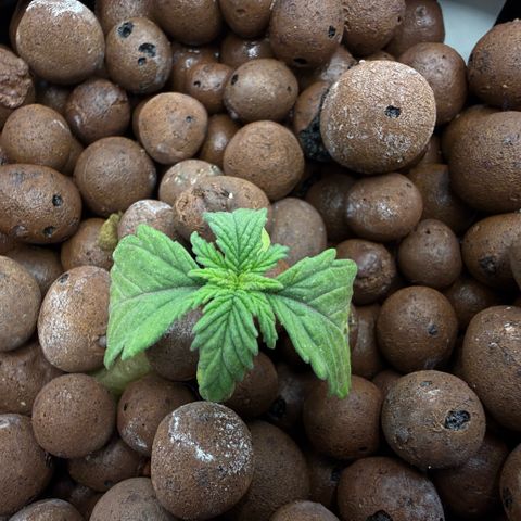 Big Blue growlog timeline photo