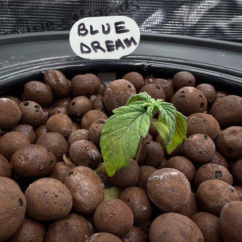 Big Blue growlog timeline photo