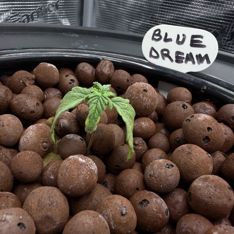 Big Blue growlog timeline photo