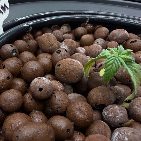 Big Blue growlog photo: Stressed like Gen Z 