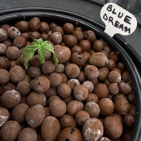 Big Blue growlog photo: Stressed like Gen Z 