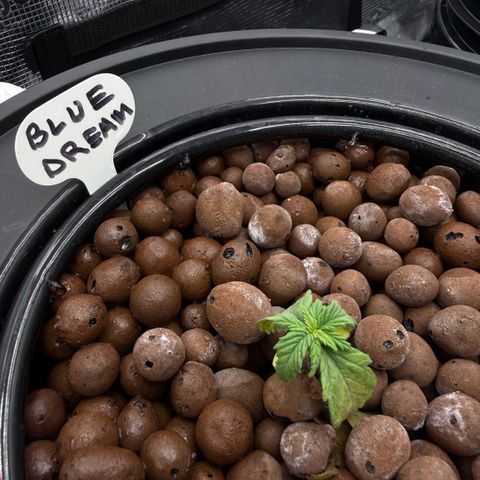 Big Blue growlog photo: Stressed like Gen Z 