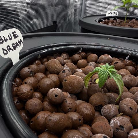 Big Blue growlog photo: Stressed like Gen Z 