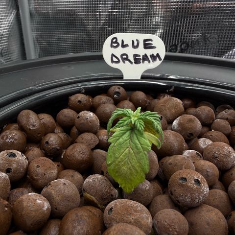 Big Blue growlog photo: Stressed like Gen Z 
