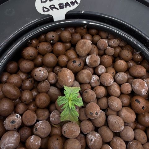 Big Blue growlog photo: Stressed like Gen Z 