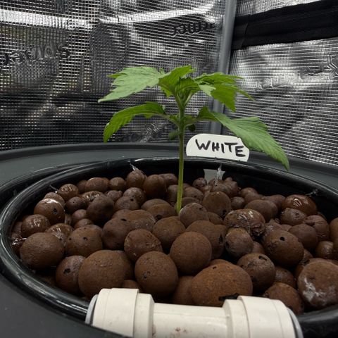 White Trash Widow growlog timeline photo