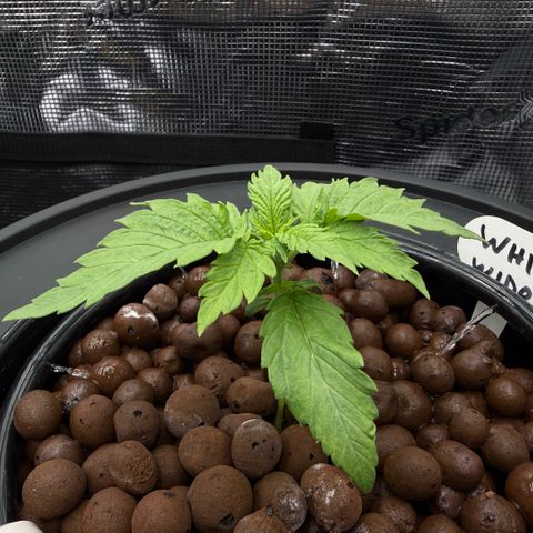 White Trash Widow growlog timeline photo